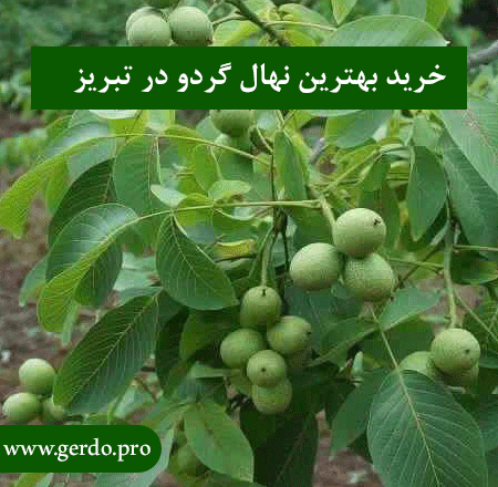 نهال گردو در تبریز