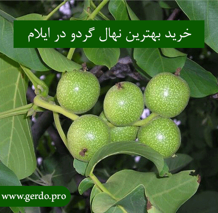 معرفی نهال گردو در ایلام