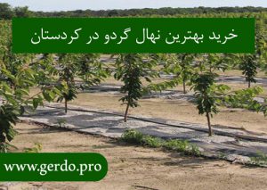 خرید نهال گردو در کردستان