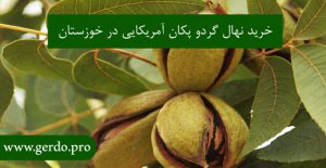 خرید بهترین نهال گردو پکان آمریکایی در خوزستان