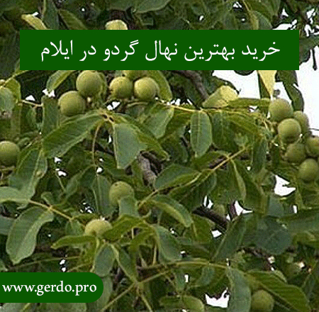 بهترین نهال گردو در ایلام