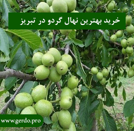 خرید نهال گردو در تبریز