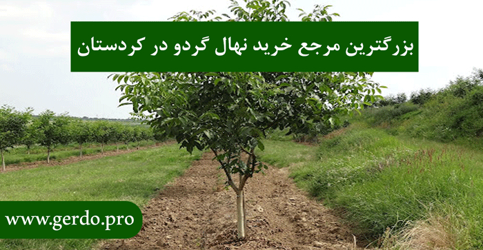 بزرگترین مرجع خرید نهال گردودر کردستان