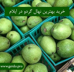 بهترین گردو در ایلام