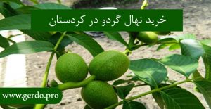 خرید بهترین نهال گردو در کردستان