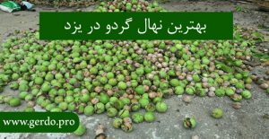 پرورش نهال گردو در یزد