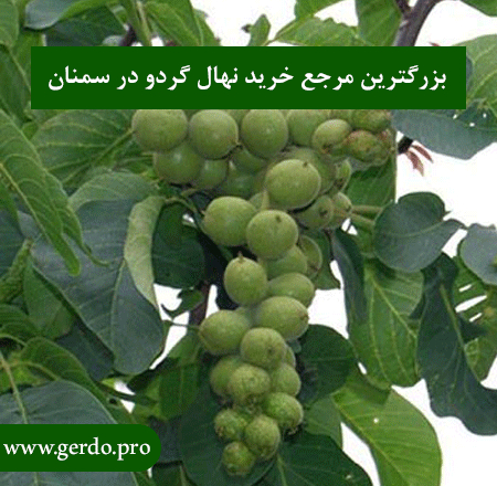 خرید بهترین نهال گردو در سمنان
