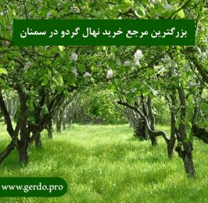 خرید نهال گردو در سمنان