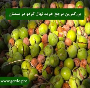 خرید بهترین نهال گردو در سمنان