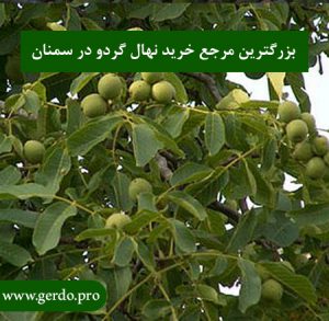 نهال گردو در سمنان