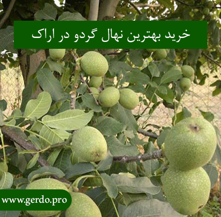 معرفی نهال گردو در اراک