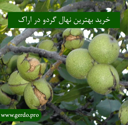 خرید نهال گردو در اراک