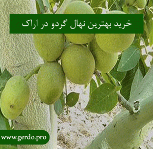 خرید نهال گردو در اراک