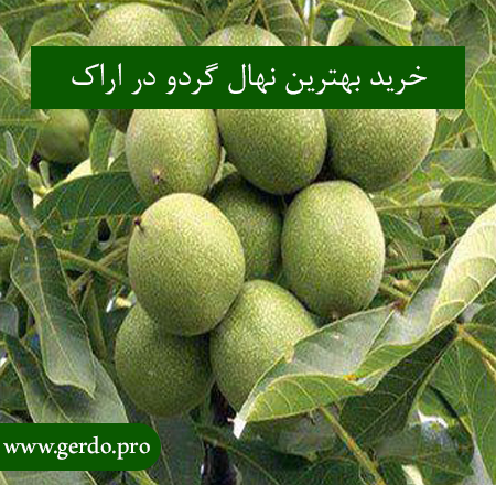 نهال گردو در اراک