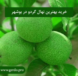 خرید نهال گردو در بوشهر