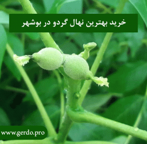 نهال گردو در بوشهر