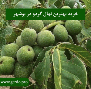 خرید نهال گردو در بوشهر