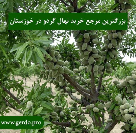 بزرگترین مرجع خرید نهال گردو در خوزستان