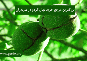 خرید نهال گردو مازندران