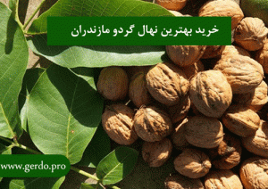 خرید بهترین نهال گردو مازندران