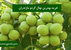 خرید بهترین نهال گردو مازندران
