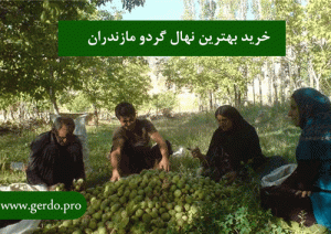 خرید نهال گردو ساری