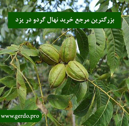 خرید بهترین نهال گردو در یزد