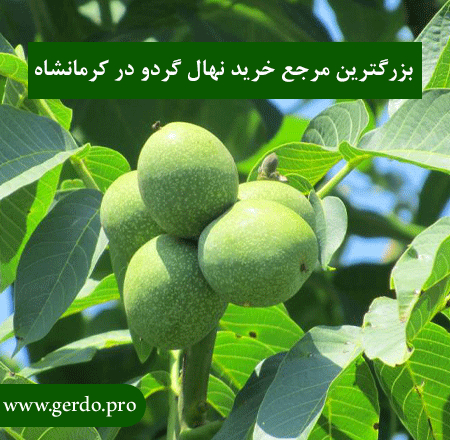 خرید نهال گردو در کرمانشاه