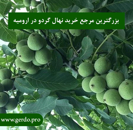 خرید بهترین نهال گردو در ارومیه(آذربایجان غربی)