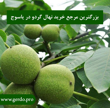 خرید نهال گردو در یاسوج