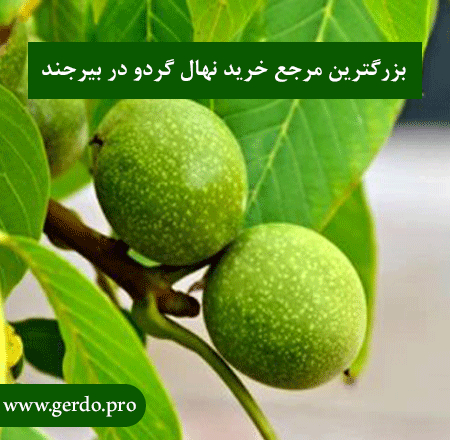 بزرگترین مرجع خرید نهال گردو در بیرجند