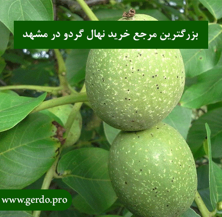 بزرگترین مرجع خرید نهال گردو در مشهد