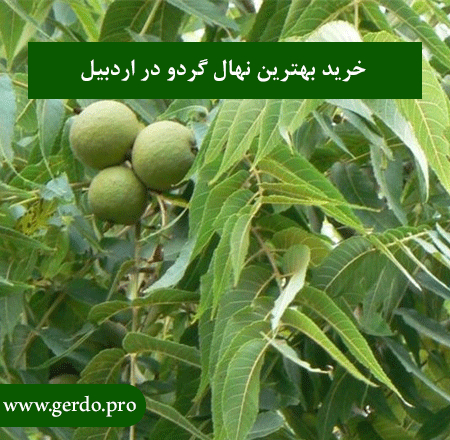 نهال گردو در اردبیل