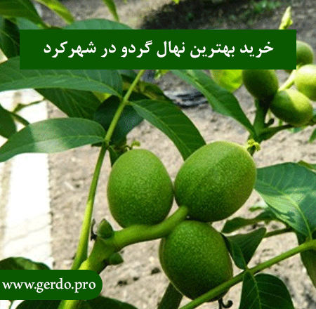 خرید بهترین نهال گردو در شهرکرد