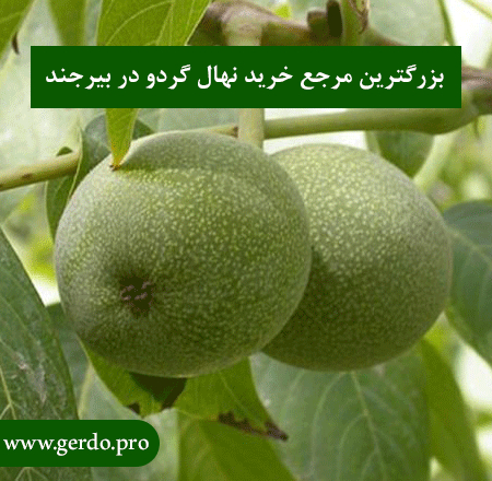 خرید بهترین نهال گردو در بیرجند(خراسان جنوبی)