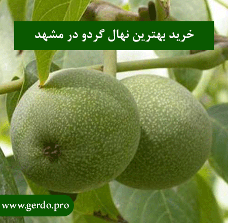 خرید نهال گردو در مشهد(خراسان رضوی)