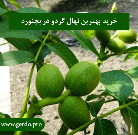 خرید بهترین نهال گردو در خراسان شمالی