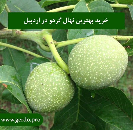 خرید نهال گردو در اردبیل