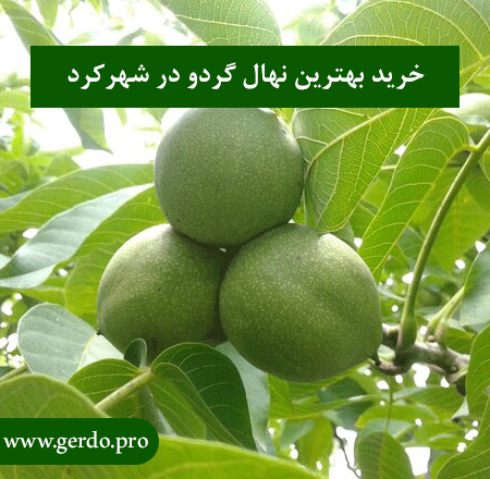 نهال گردو در چهارمحال و بختیاری