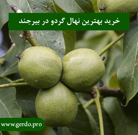 خرید نهال گردو در بیرجند