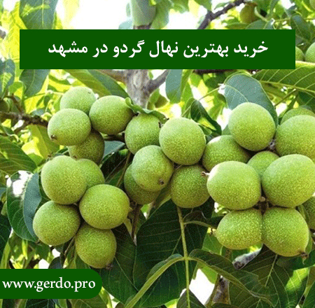 خرید نهال گردو در مشهد