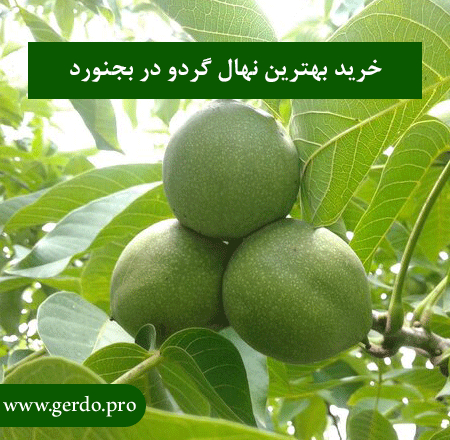 خرید نهال گردو در بجنورد