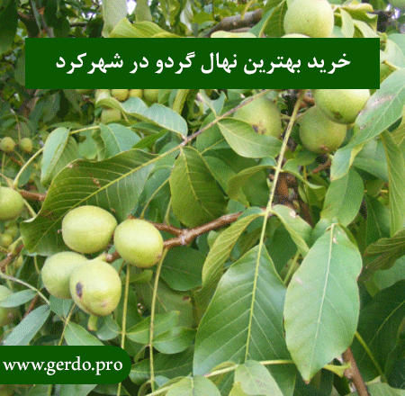 خرید نهال گردو در شهرکرد