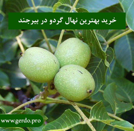 خرید نهال گردو در بیرجند