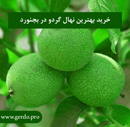 نهال گردو در بجنورد