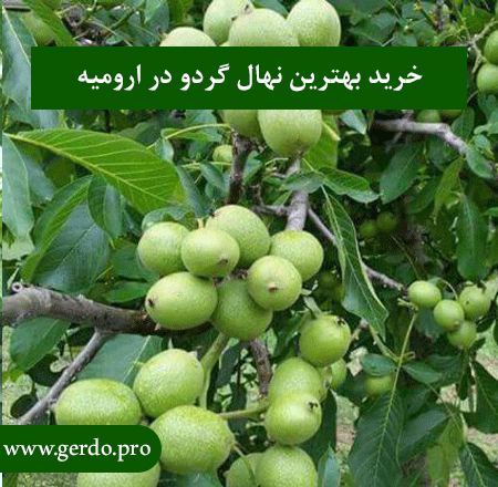 معرفی بهترین نهال گردو در ارومیه