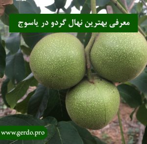 خرید نهال گردو در یاسوج