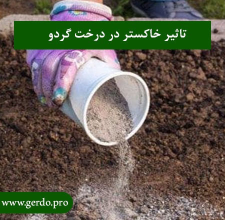 خاکستر در درخت گردو