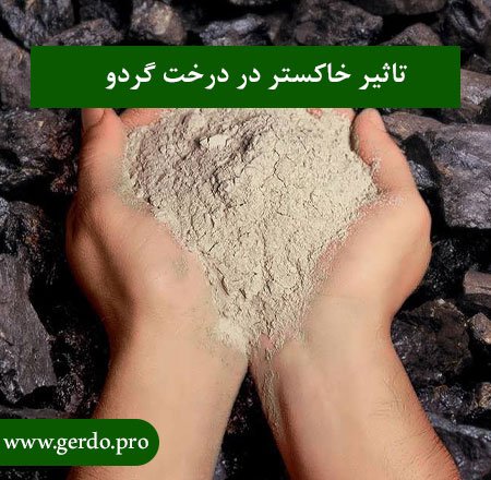 مزایا و معایب خاکستر در درخت گردو