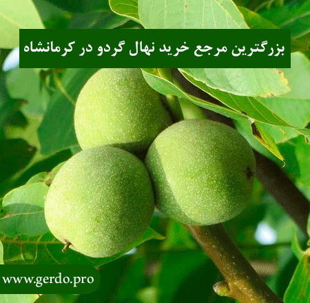 بهترین نهال گردو در کرمانشاه